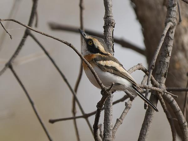 <h3><a href="/trips/gambia/biota/animalia/chordata/aves/040 passeriformes/033 platysteiridae/batis senegalensis/batis senegalensis-nl.html">Batis&nbsp;senegalensis</a> / Senegal&nbsp;batis / Senegalese&nbsp;vliegenvanger</h3>OM-1 Mark II met OLYMPUS M.150-400mm F4.5, 1/2000 sec  bij F4.5, ISO 640, afstand 13.4&nbsp;m